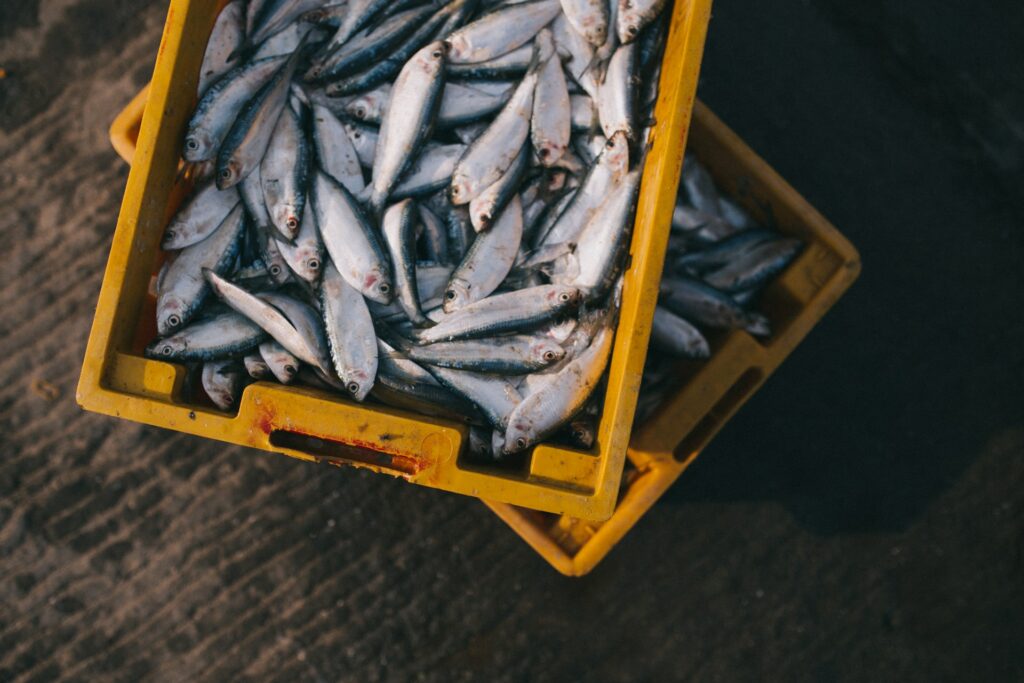 Fish in a crate