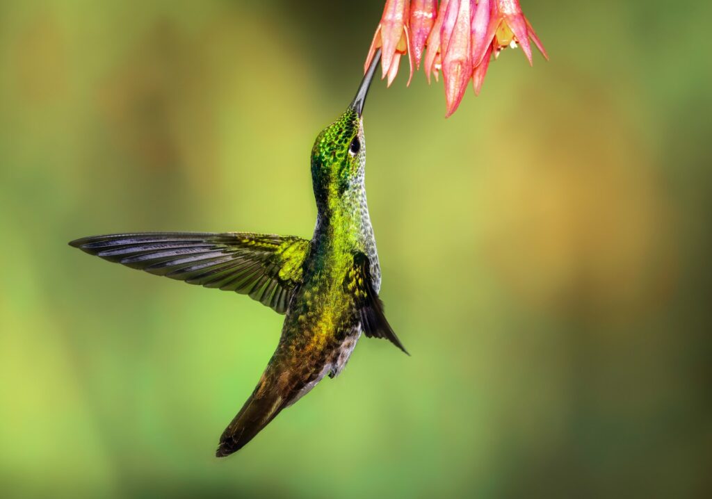 Hummingbird