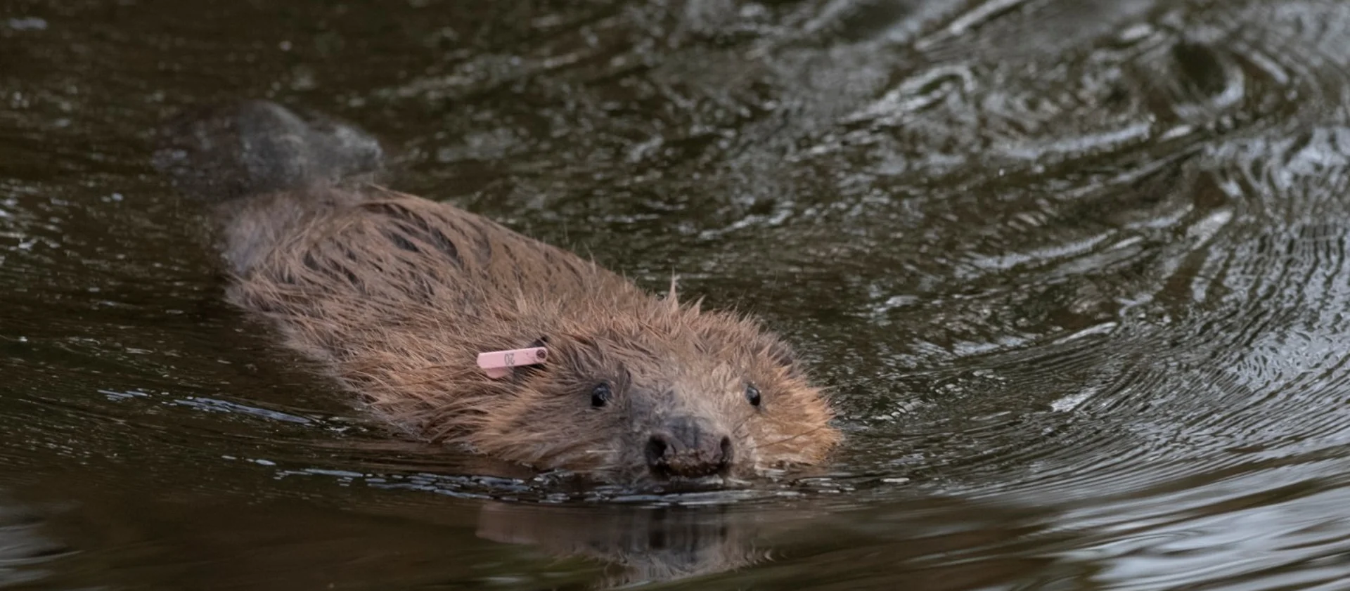 How beavers made their Great British comeback