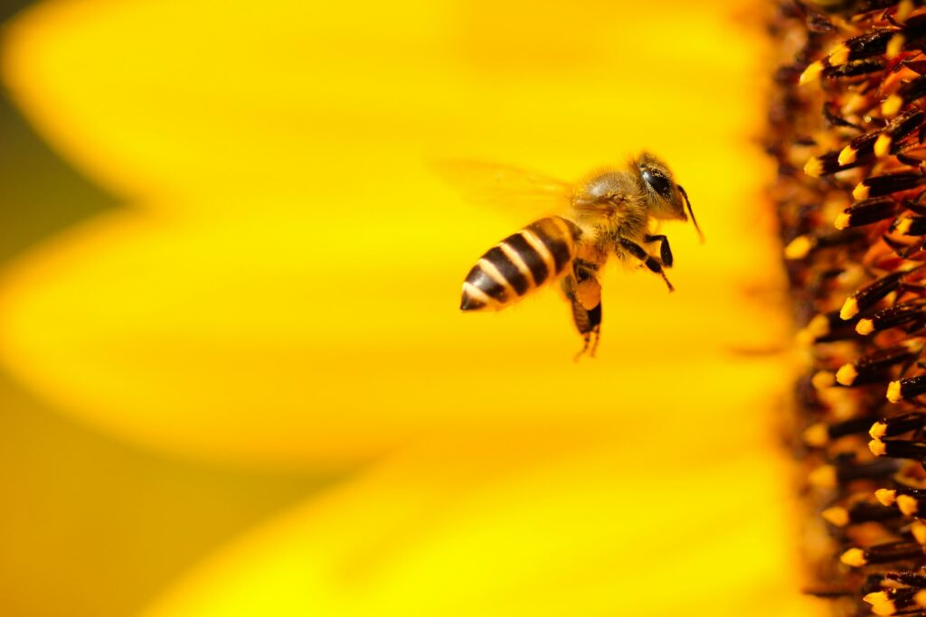 Bee and flower