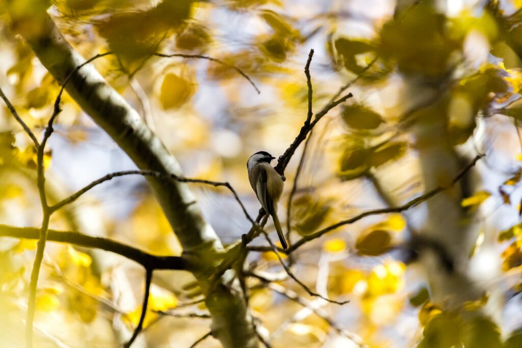 Bird in tree