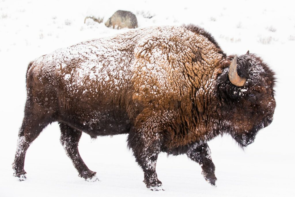 Bison