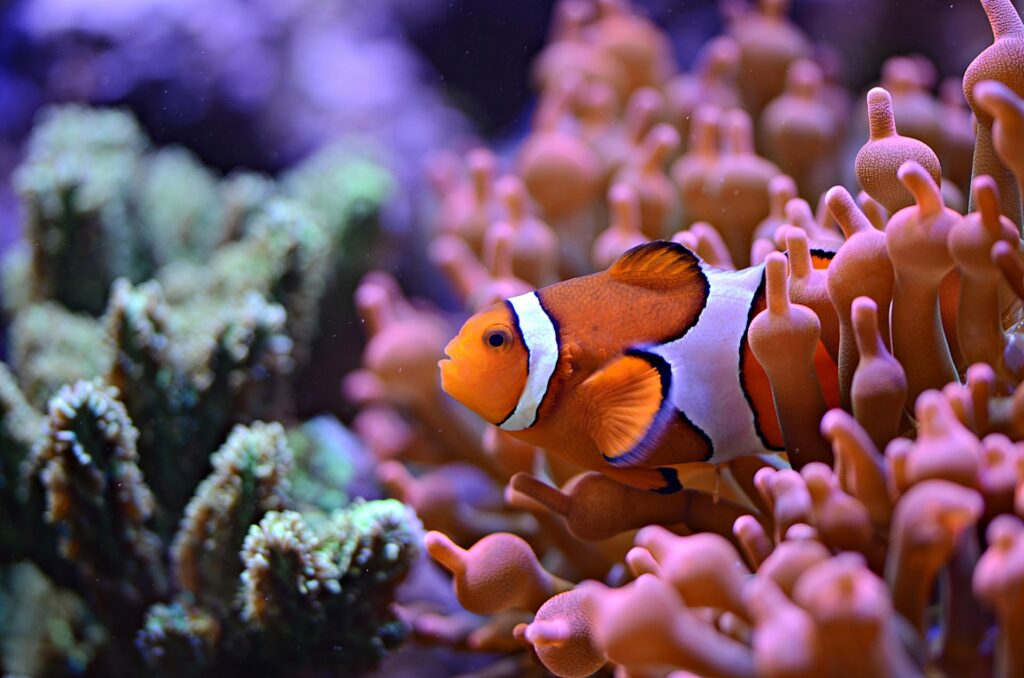 Clownfish