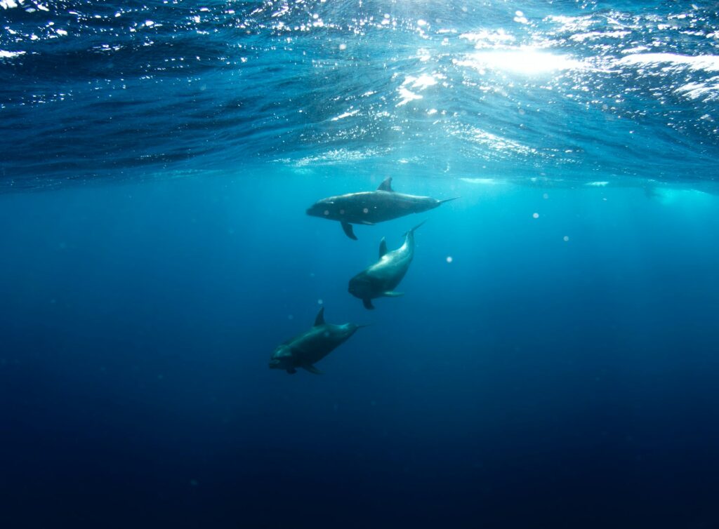 Dolphins