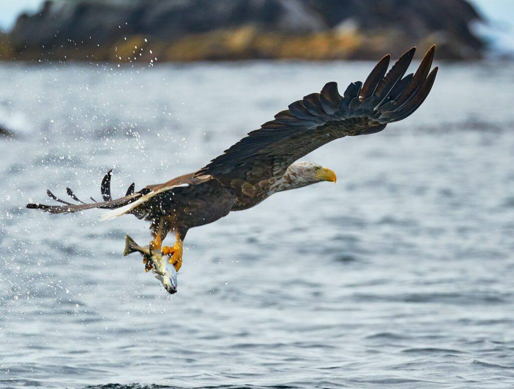 Eagle with fish