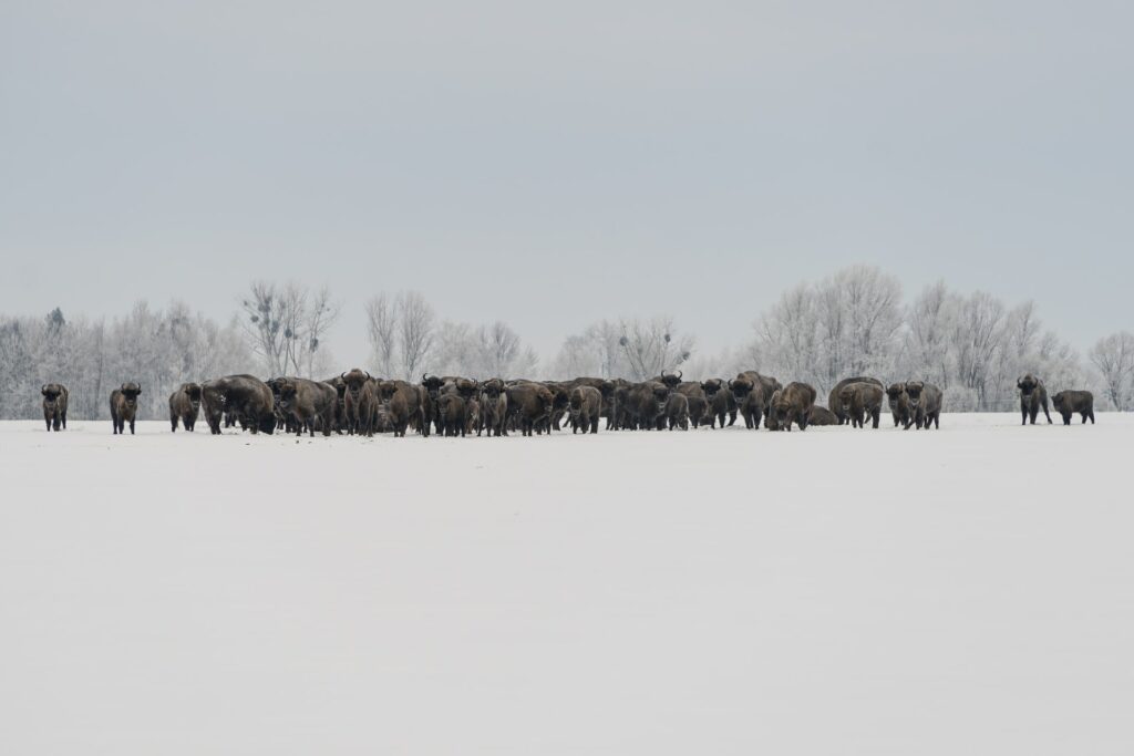 European bison