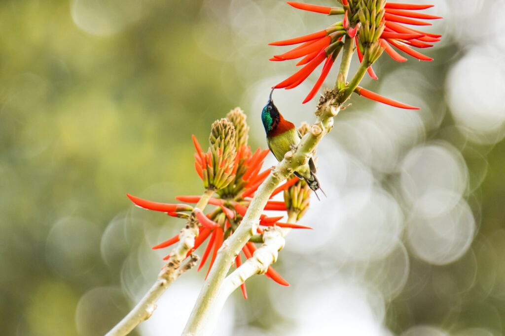 Fork tailed sunbird