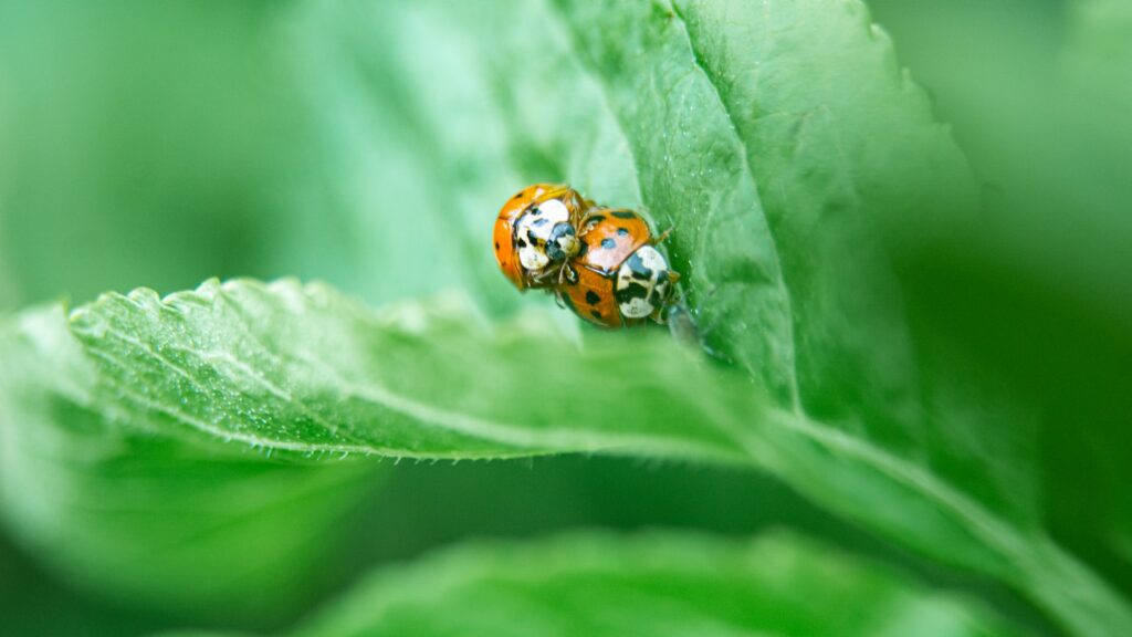 Ladybirds