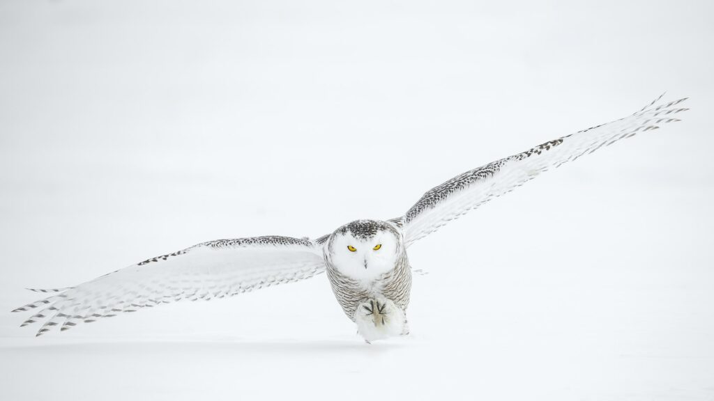 Snowy owl