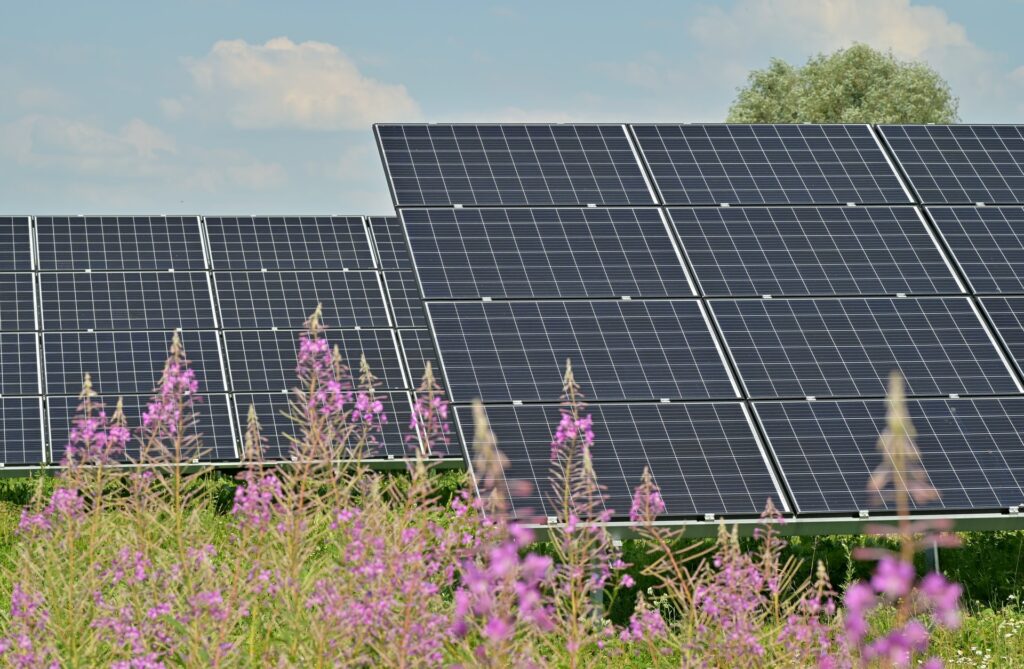 Solar panels and wildflowers