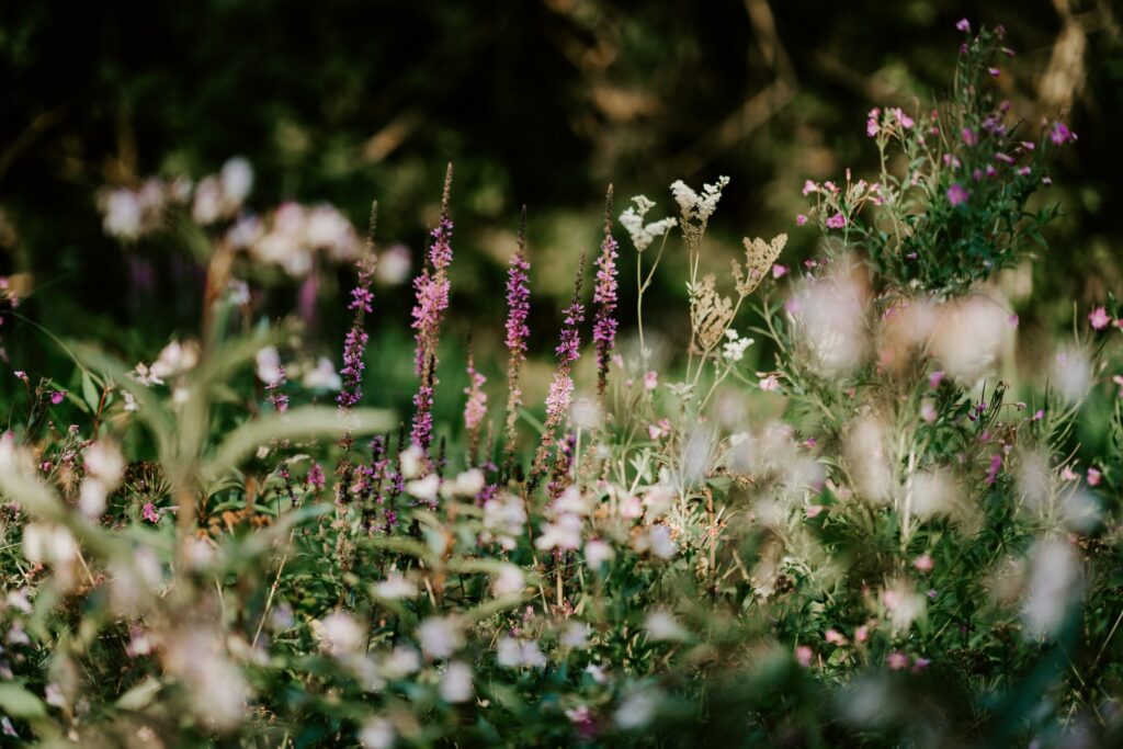 Wildflowers