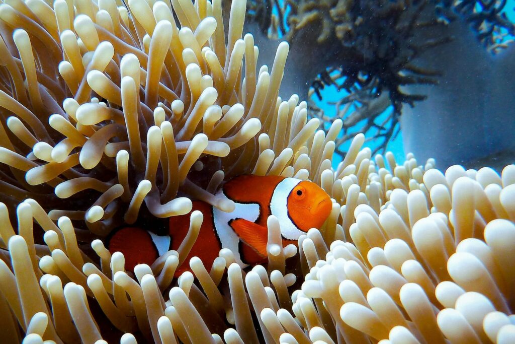 Clownfish