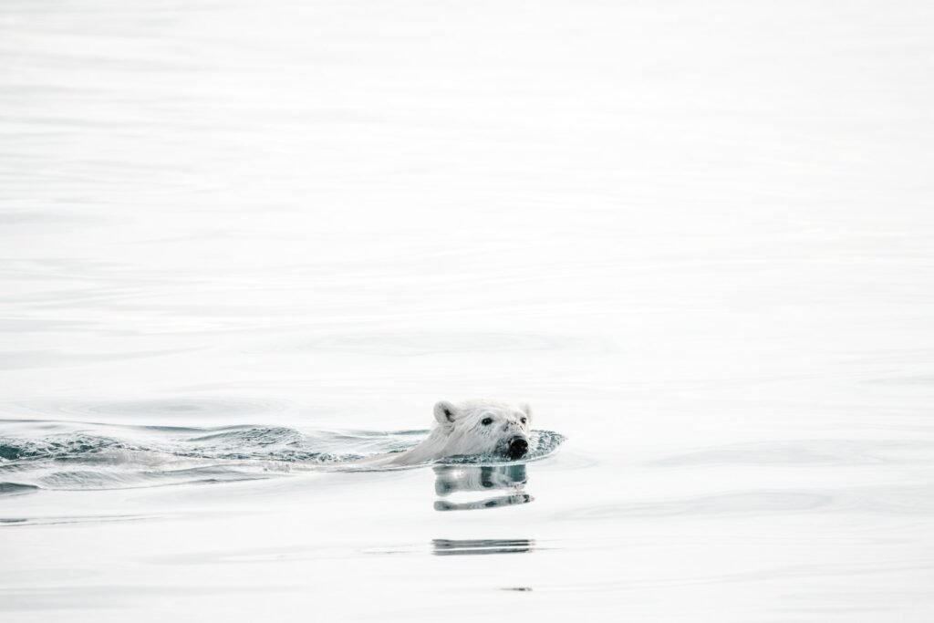 Polar bear