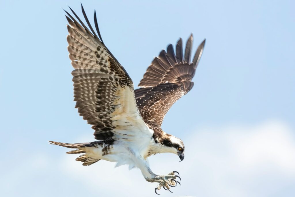 Osprey